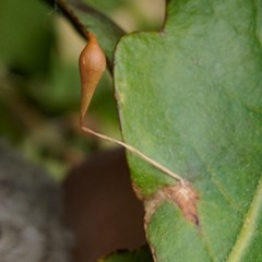 Andricus pedicellatus