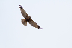 Circus aeruginosus