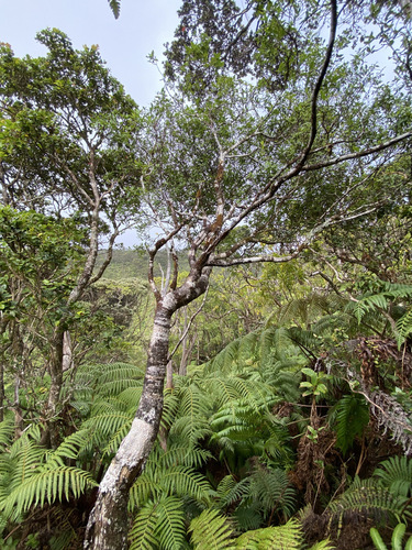 Wikstroemia oahuensis observed 2024-09-14