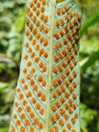 Niphidium crassifolium observed 2026-08-12