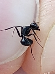 Camponotus ulcerosus