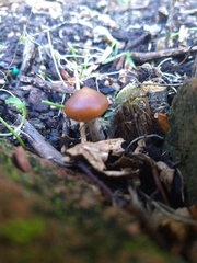 Psilocybe subaeruginosa