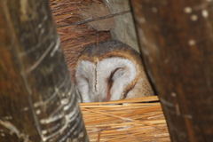 Tyto alba poensis