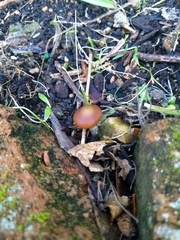 Psilocybe subaeruginosa