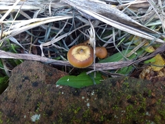 Psilocybe subaeruginosa