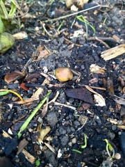 Psilocybe subaeruginosa