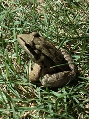 Leptodactylus insularum