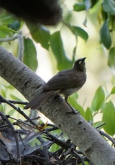 Stomiopera unicolor