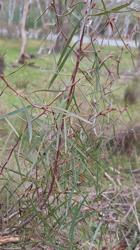 Hakea carinata, photograph 5