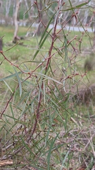 Hakea carinata, photograph author not stated, no rights reserved