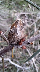 Hakea carinata, photograph author not stated, no rights reserved