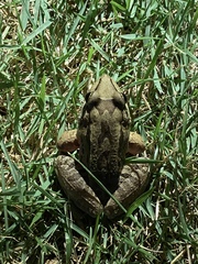Leptodactylus insularum