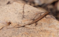 Cryptoblepharus zoticus