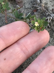 Acmispon parviflorus