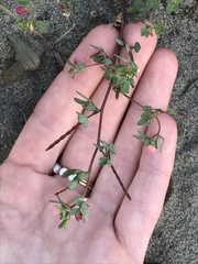 Acmispon parviflorus