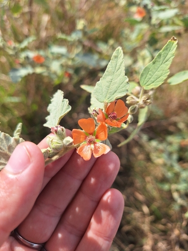 Sphaeralcea bonariensis, photograph 3