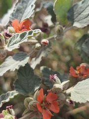 Sphaeralcea bonariensis, photograph (c) Rocío Esmeralda Pose, some rights reserved (CC BY)