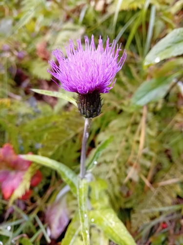 Melancholy Thistle