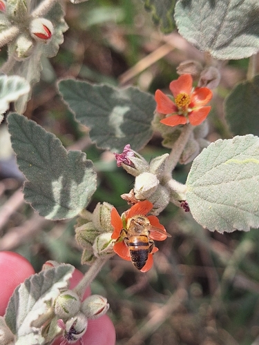 Sphaeralcea bonariensis, photograph 5
