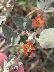 Sphaeralcea bonariensis, photograph (c) Rocío Esmeralda Pose, some rights reserved (CC BY)