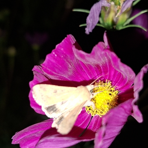 Cotton Bollworm Moth