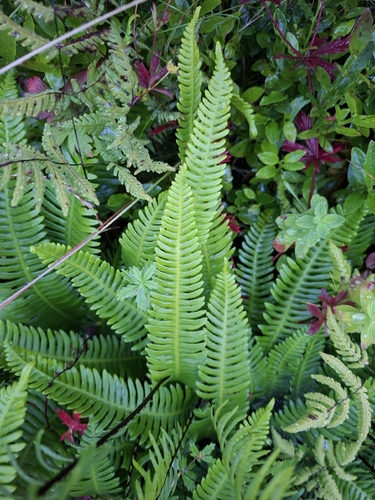 deer fern