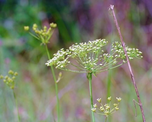 Tiedemannia filiformis, photograph 3