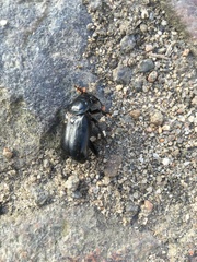 Nicrophorus humator