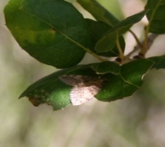 Phryganidia californica