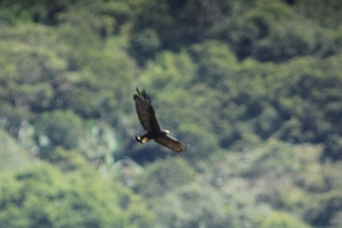 Zone-tailed Hawk