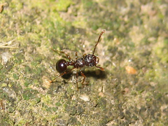 Pristomyrmex punctatus