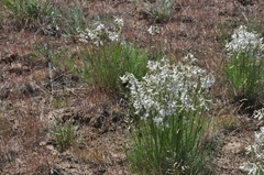 Astragalus conjunctus