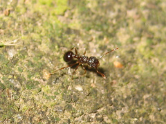 Pristomyrmex punctatus