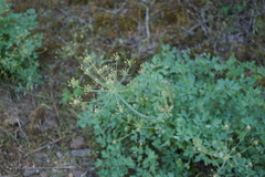 Lomatium californicum