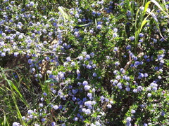 Ceanothus dentatus