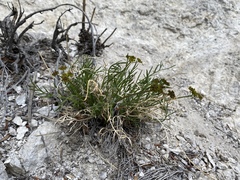 Lomatium graveolens alpinum