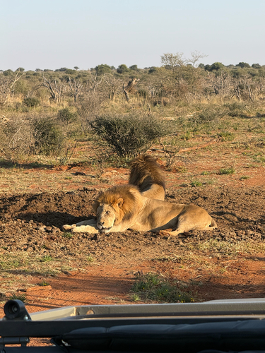 Southern Lion