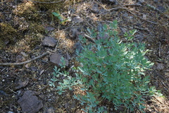 Lomatium californicum