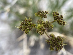 Lomatium graveolens alpinum