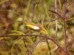 Cordylanthus rigidus rigidus