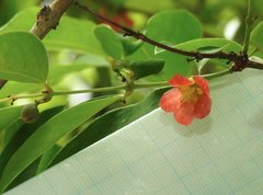 Cratoxylum cochinchinense