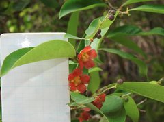 Cratoxylum cochinchinense