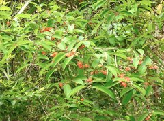 Cratoxylum cochinchinense