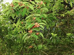 Cratoxylum cochinchinense