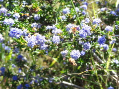 Ceanothus dentatus