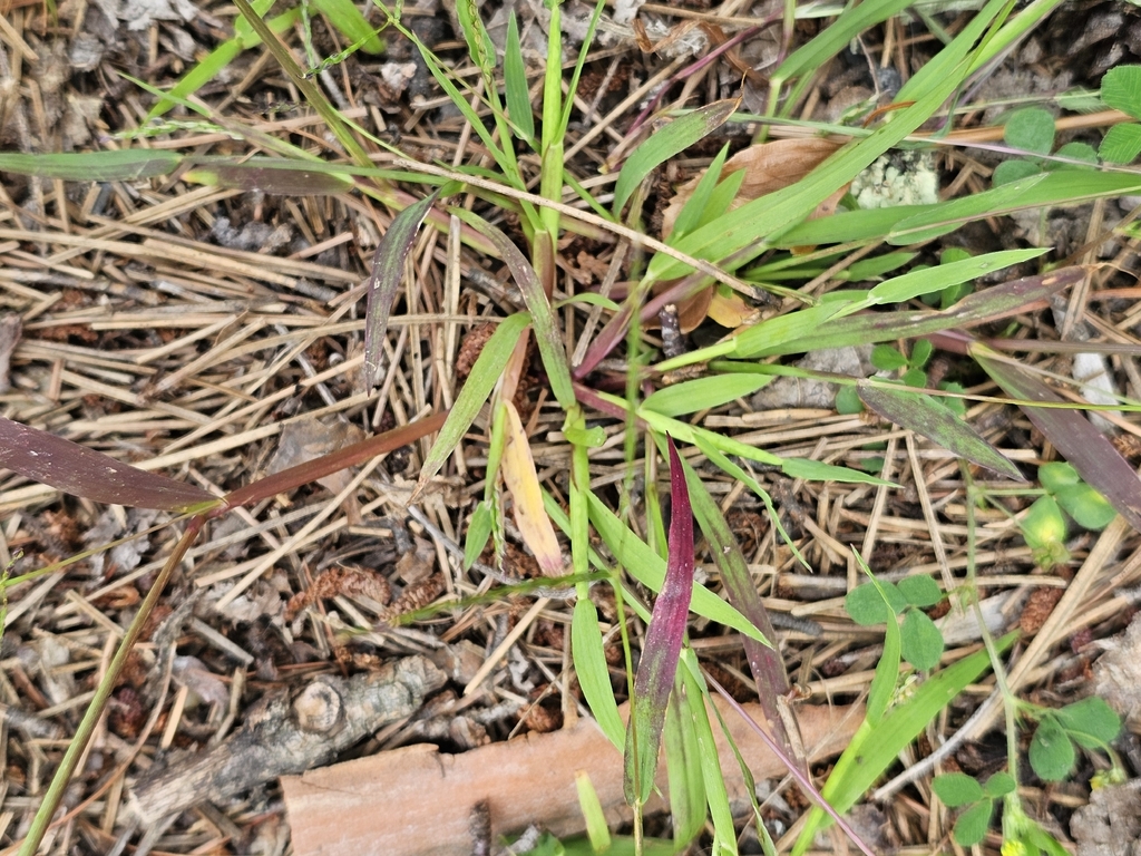 Digitaria ischaemum; photograph (c) Norma Malinowski, some rights reserved (CC BY)