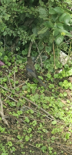 Common Grackle observed by joelemmons