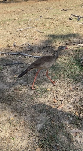 Red-legged Seriema