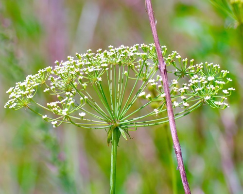 Tiedemannia filiformis, photograph 4