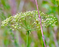 (c) Michelle W. (鍾偉瑋), some rights reserved (CC BY) Tiedemannia filiformis, photograph (c) Michelle W. (鍾偉瑋), some rights reserved (CC BY)